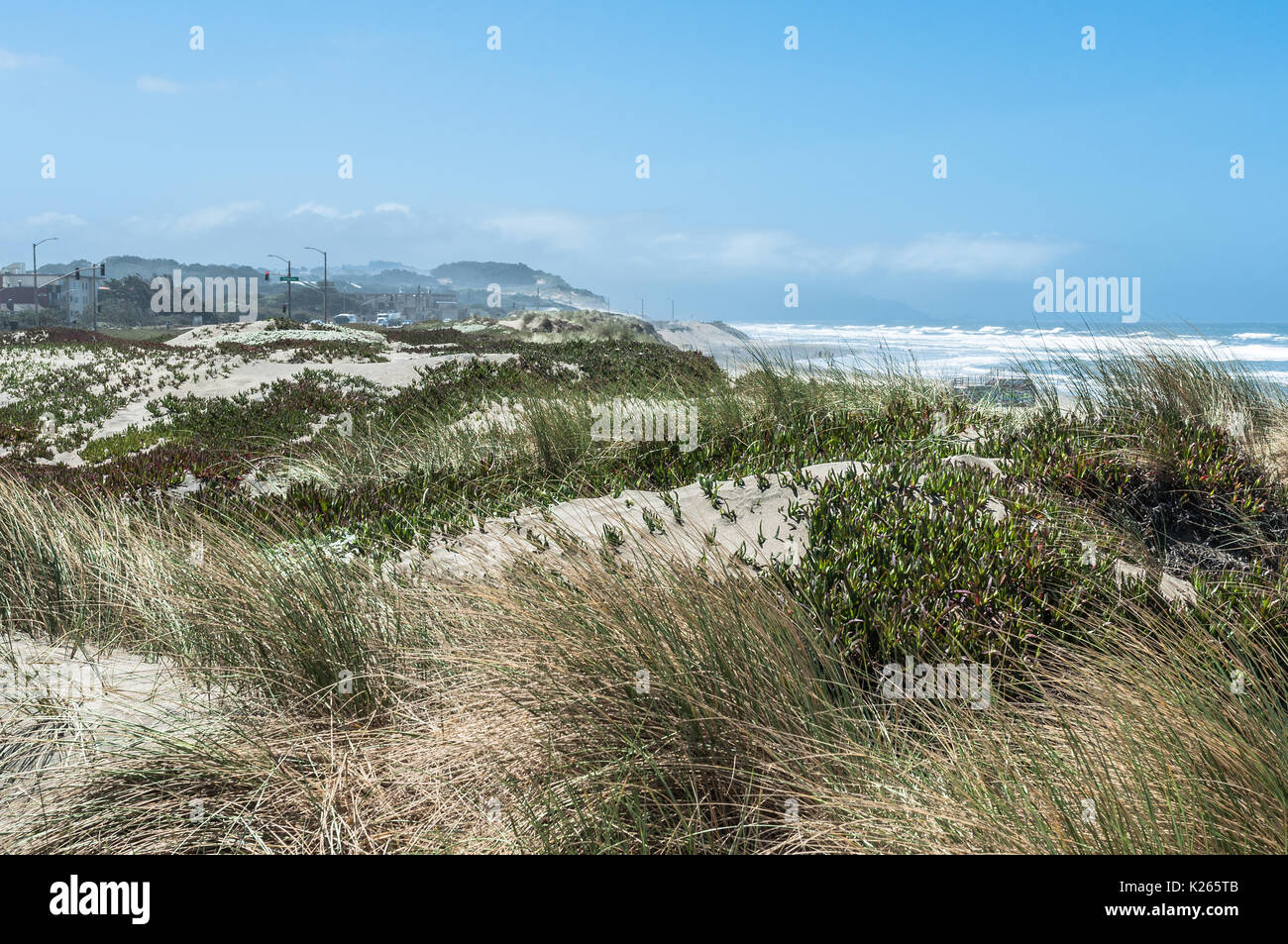 Die Vegetation auf den Sanddünen am Ocean Beach, San Francis Stockfoto