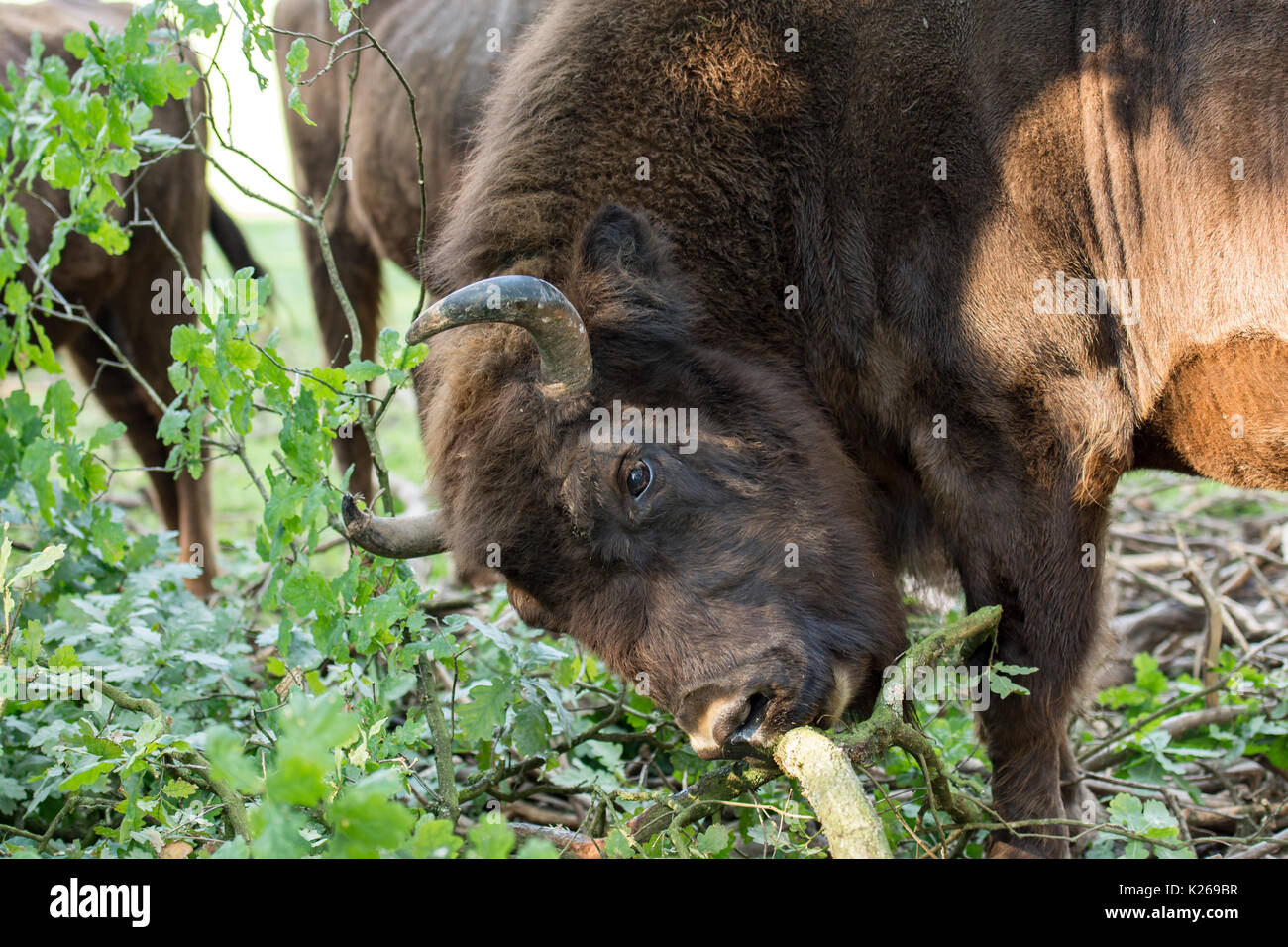 Europäische Bisons. Bison bonasus Stockfoto