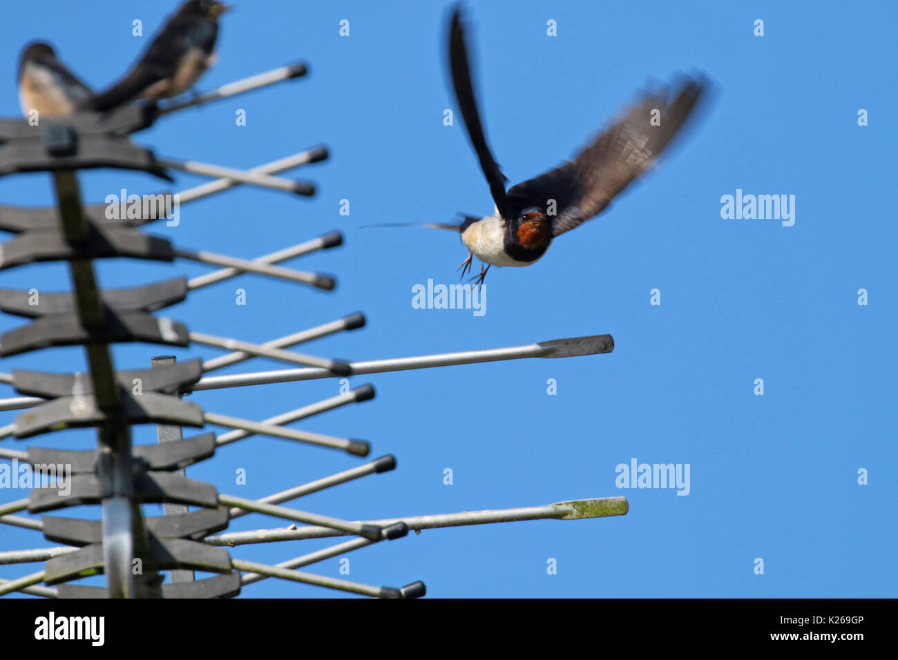 Nach schlucken füttern die Jungen flügge auf TV-Antenne ohne Landung Stockfoto