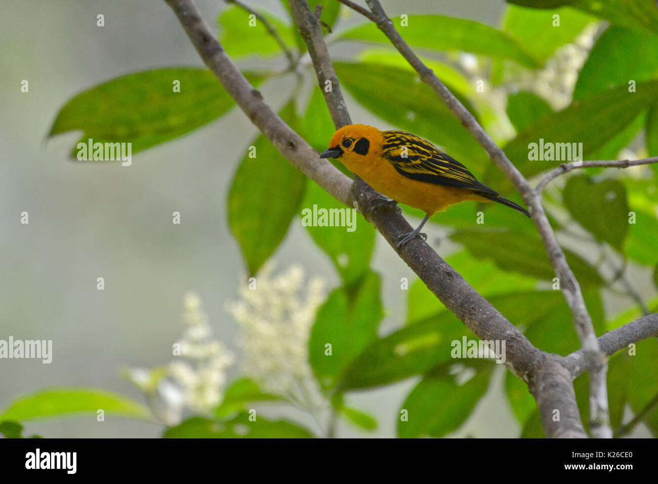 Goldtangare (Tangara arthus), feuchten montane Wälder, westlichen Anden Stockfoto