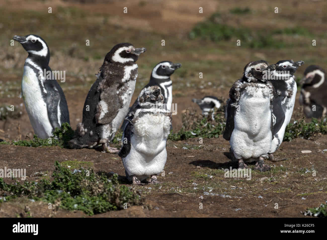 Magellanic Penguin, Spheniscus magellanicus Burrows Karkasse Island Falkland Malvinas Stockfoto