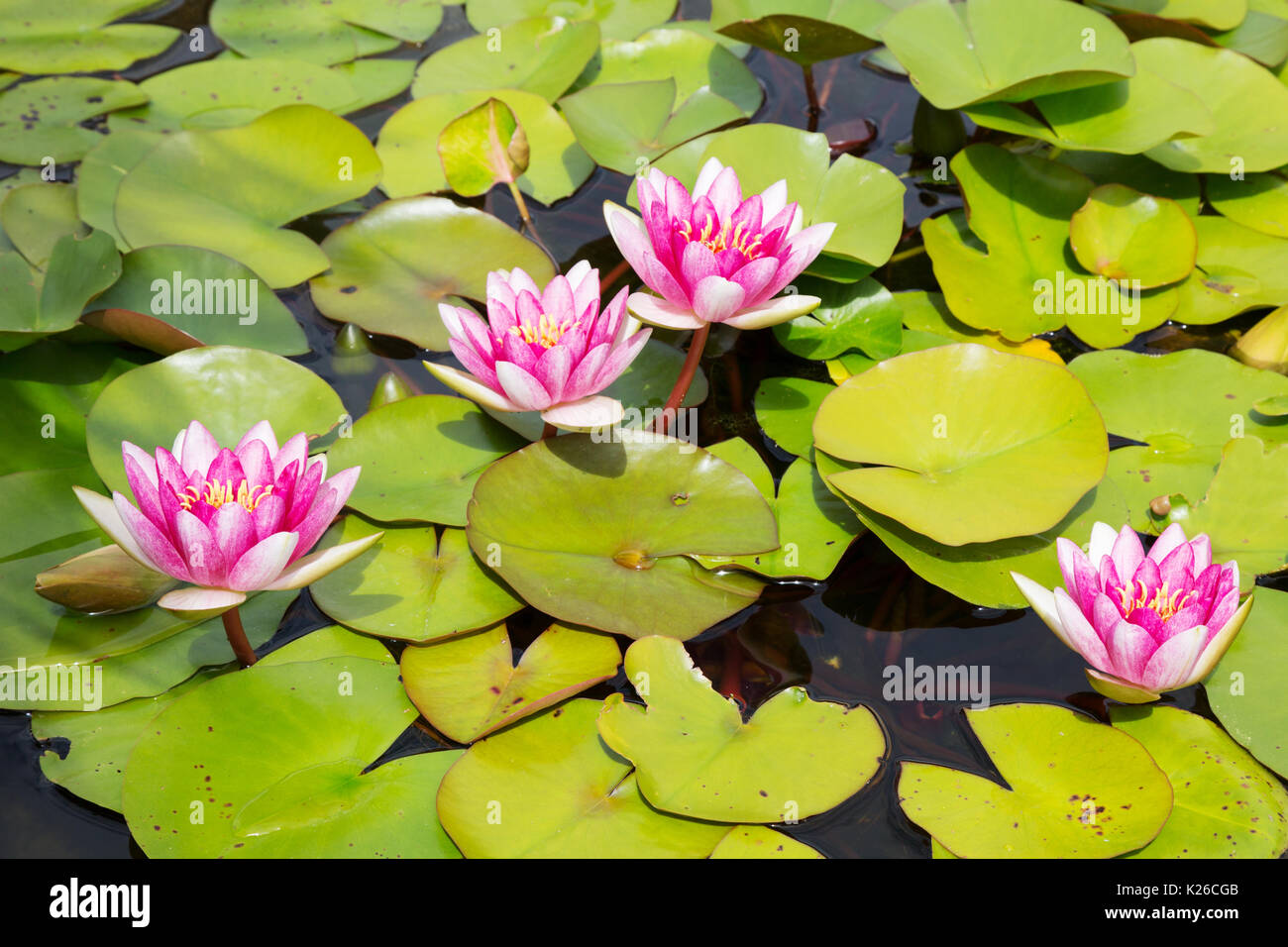 Rosa Seerosen in einem Teich Stockfoto