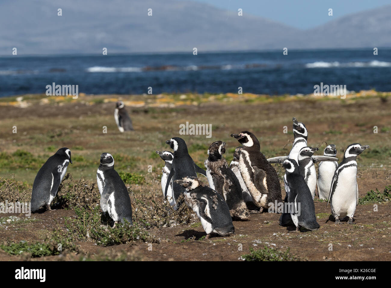 Magellanic Penguin, Spheniscus magellanicus Burrows Karkasse Island Falkland Malvinas Stockfoto