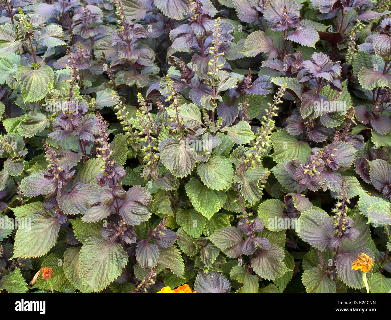 Dekorative Nessel auf ein Blumenbeet Stockfoto