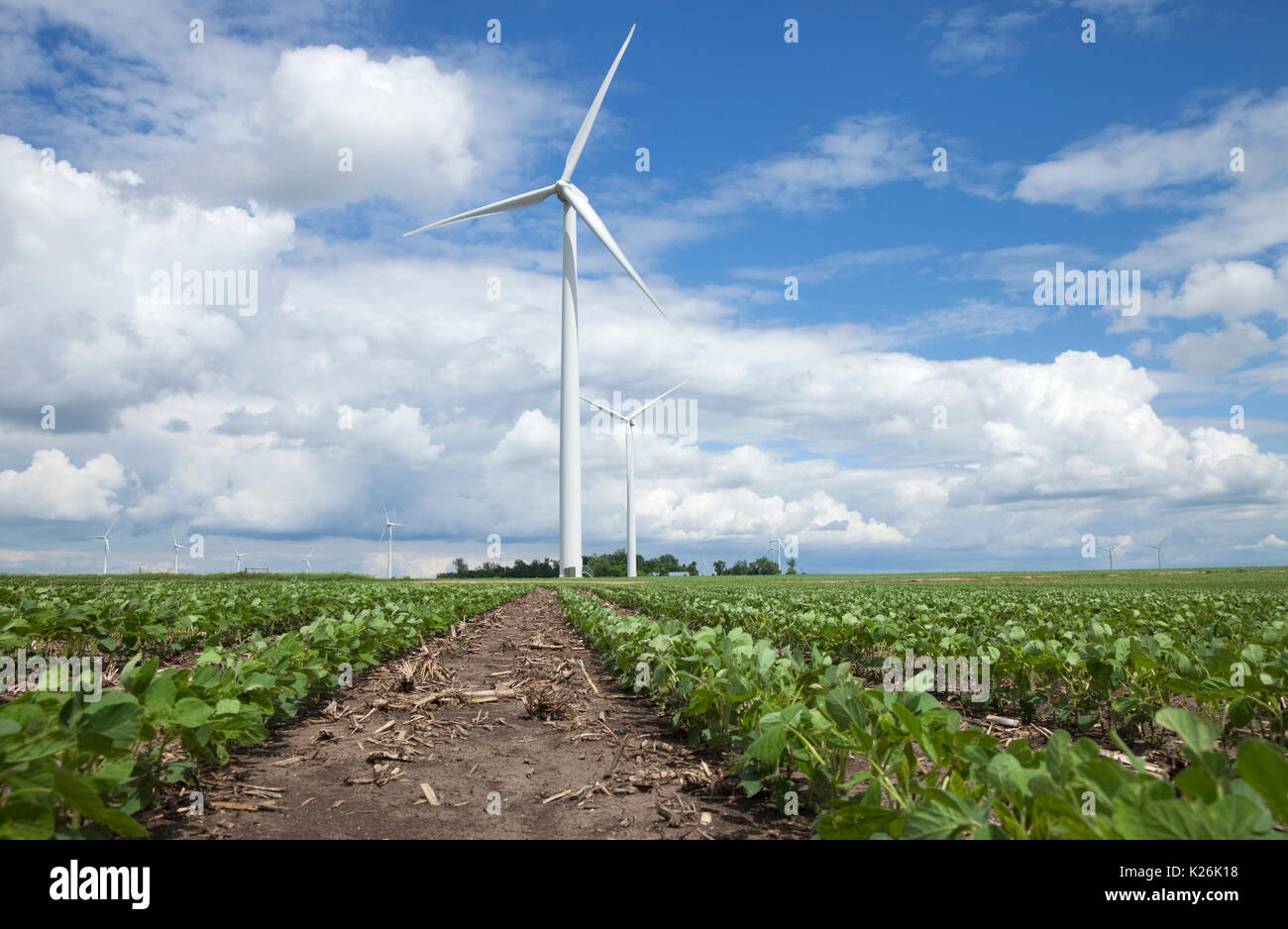 Windenergieanlagen in einem sojafeld an einem sonnigen Nachmittag mit blauem Himmel und Wolken Stockfoto