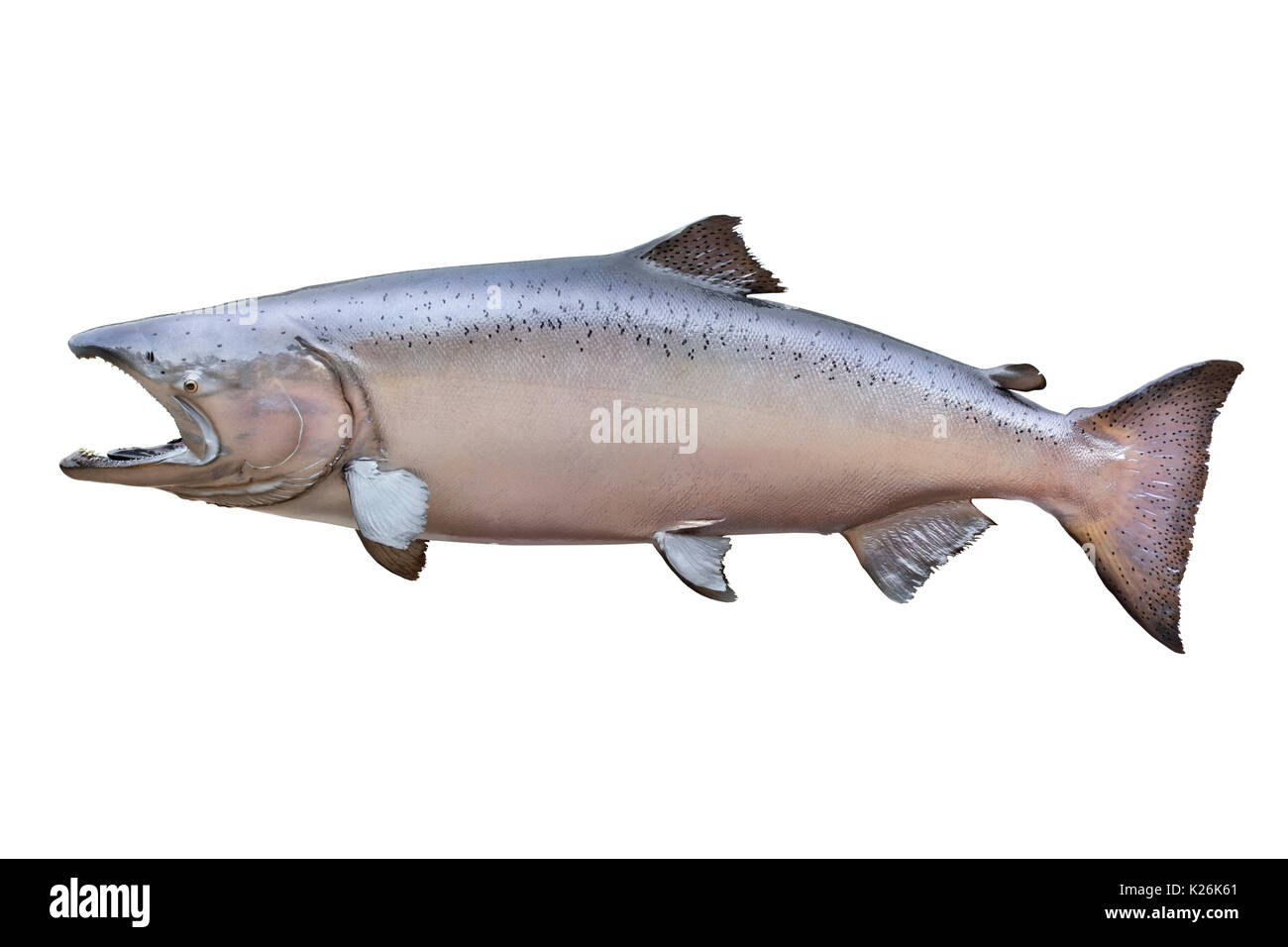 Große männliche König (Chinook) Lachs aus Alaska isoliert auf Weiss. Er ist in einer Phase der Farbe wie Erröten bekannt. Dieser wog 66 Pfund und gemessen 51 Inc. Stockfoto