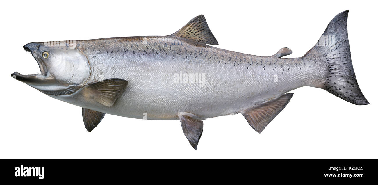 Ein großer Alaskan Chinook oder king salmon auf weißem Hintergrund in der Seitenansicht isoliert Stockfoto