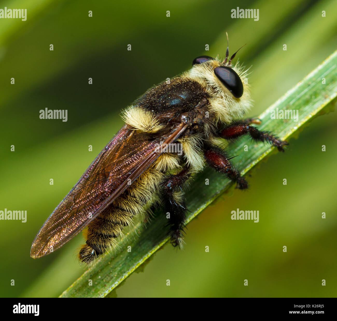 Kalifornien Bumblebee Stockfoto