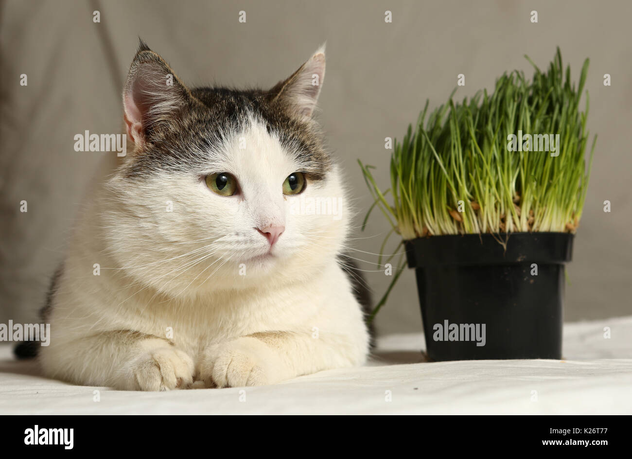 Tom Mann lustig Katze essen Gras vom Topf schließen Foto Stockfoto