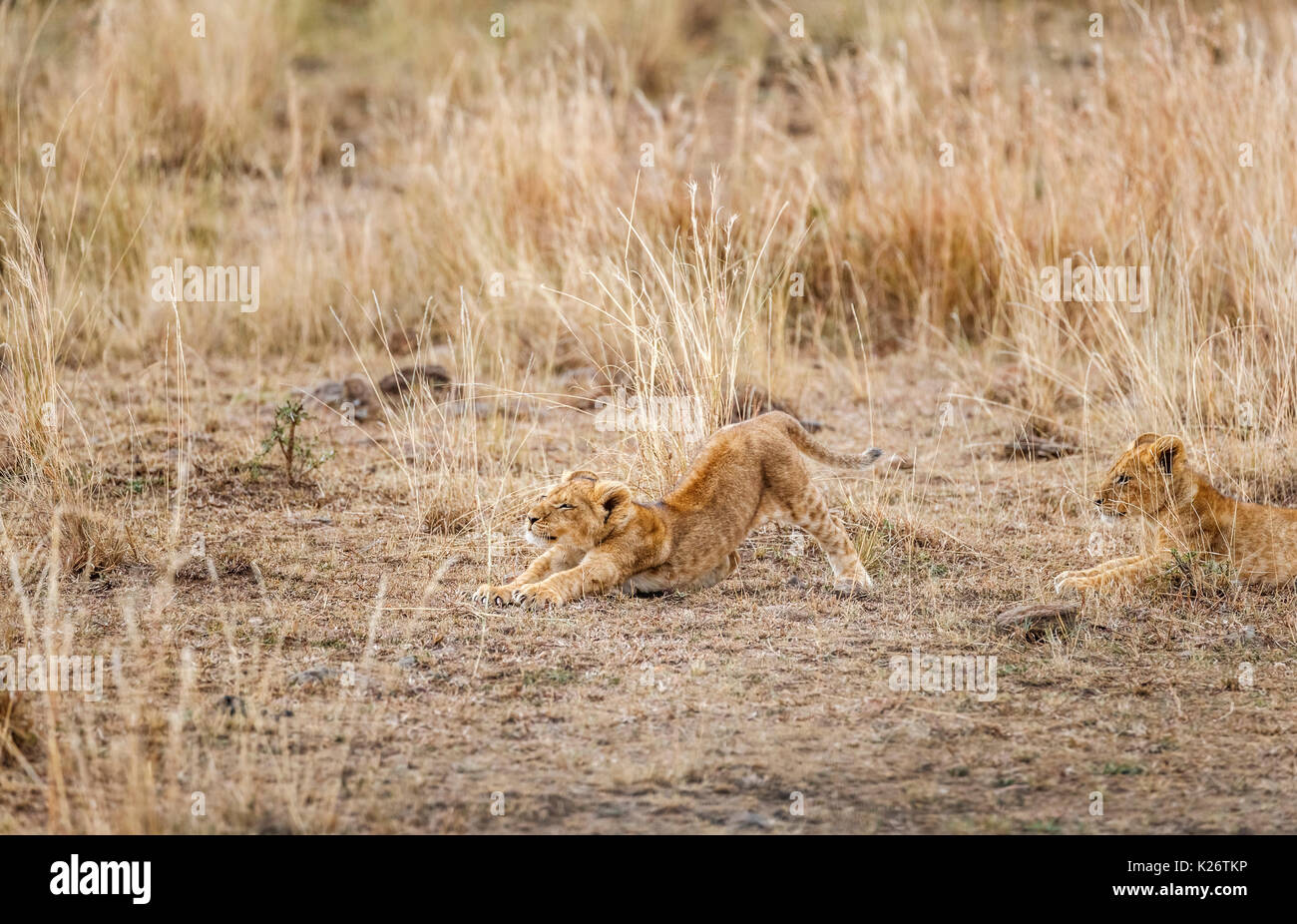 Süße Mara lion Cub (Panthera leo) Stretching, Savannah Grasland, Masai Mara, Kenia Stockfoto