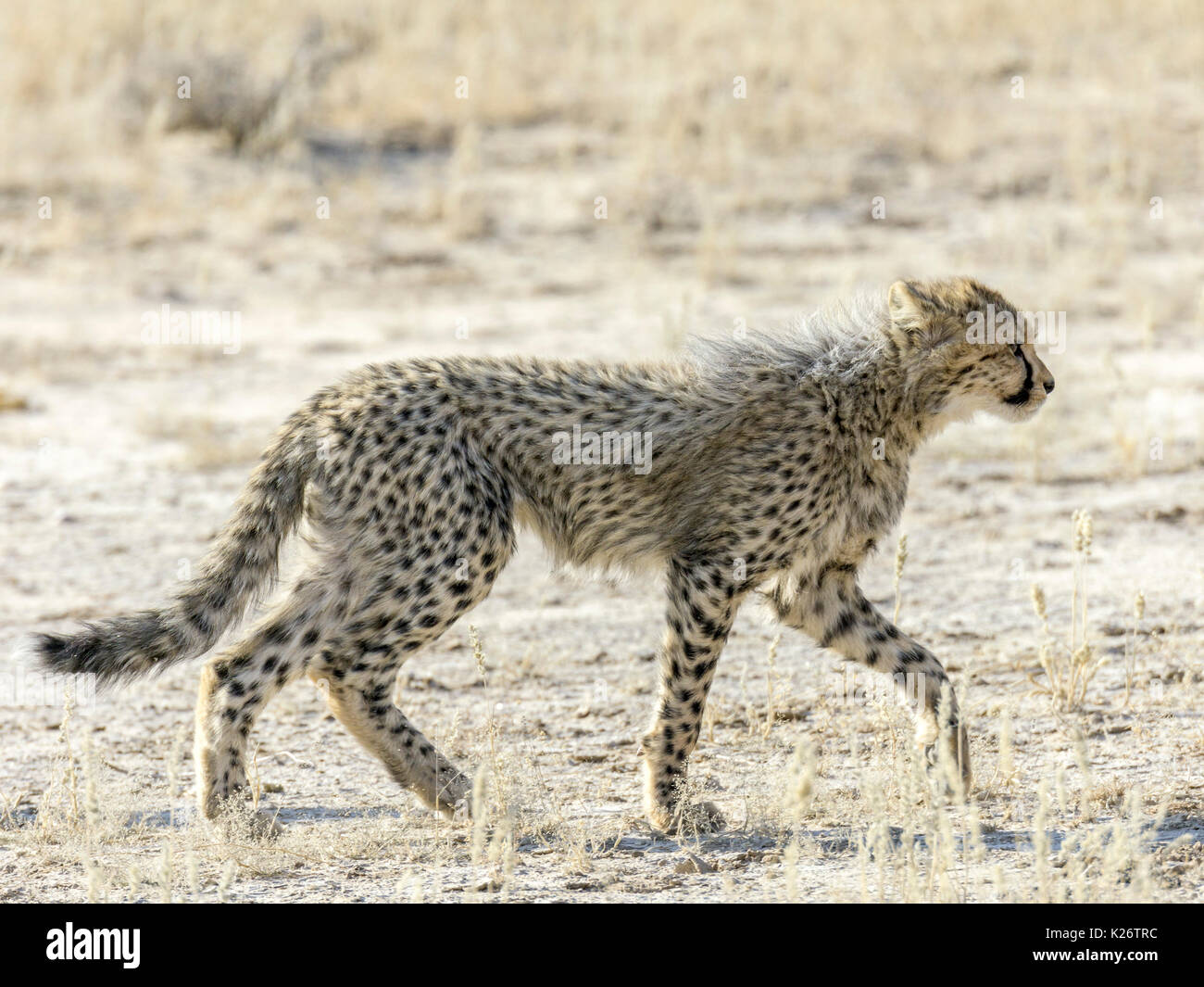 Junge Geparden (Acinonyx jubatus), Kgalagadi Transfrontier National Park, North Cape, Südafrika Stockfoto