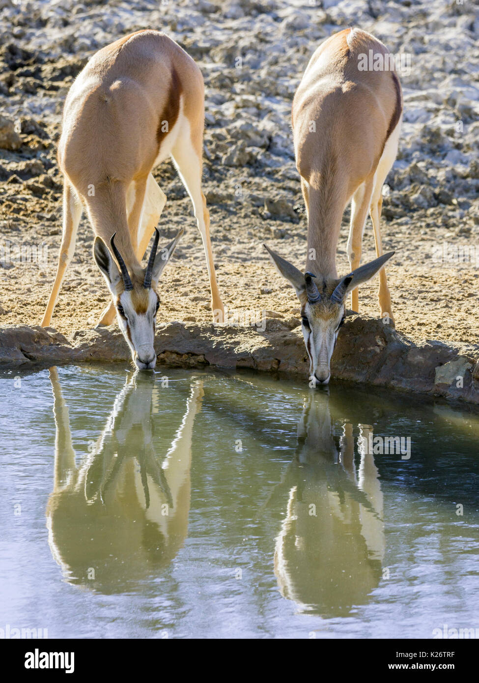 Impalas (aepyceros) Alkoholkonsum am Wasserloch, Kgalagadi Transfrontier National Park, North Cape, Südafrika Stockfoto