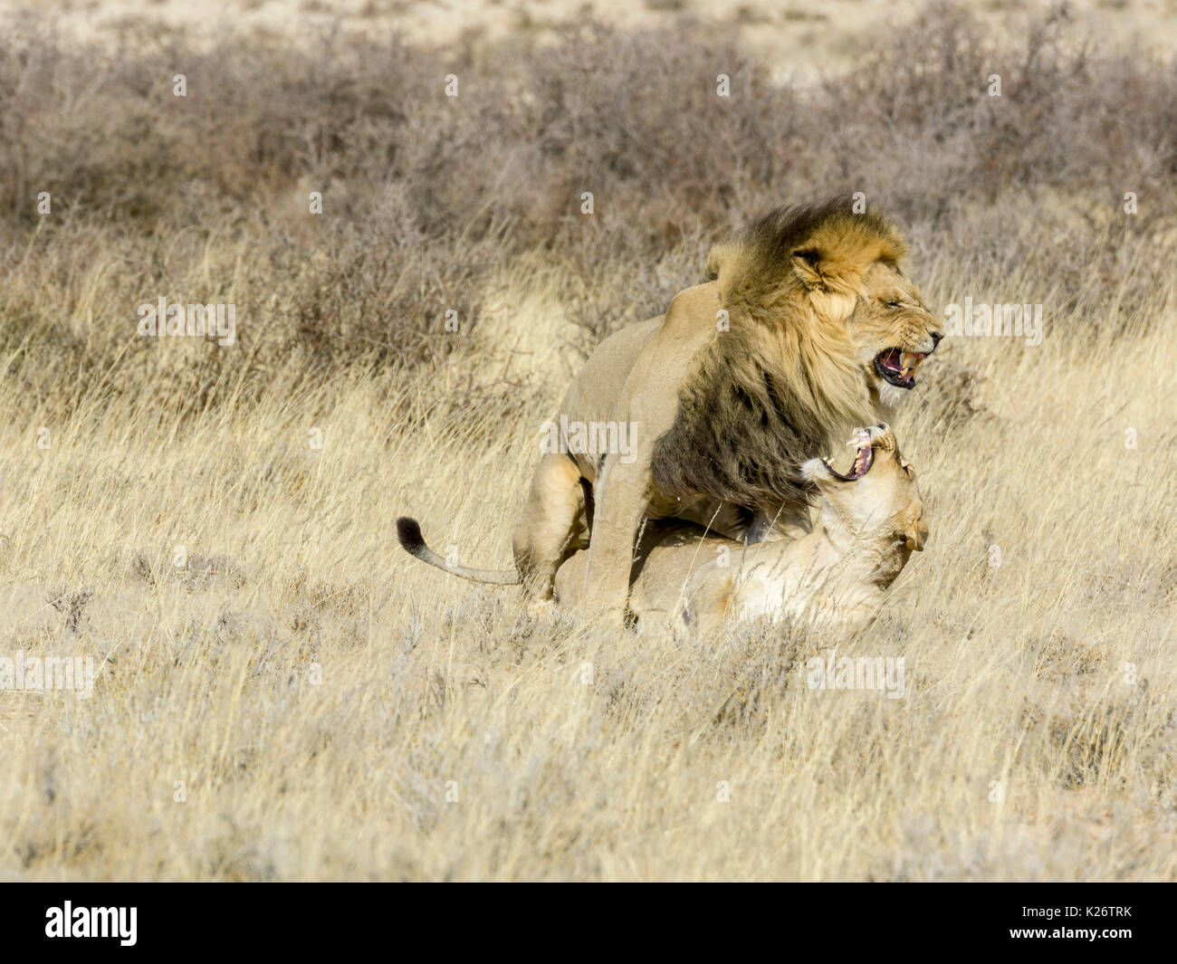 Löwen (Panthera leo) Paarung, Kgalagadi Transfrontier National Park, North Cape, Südafrika Stockfoto