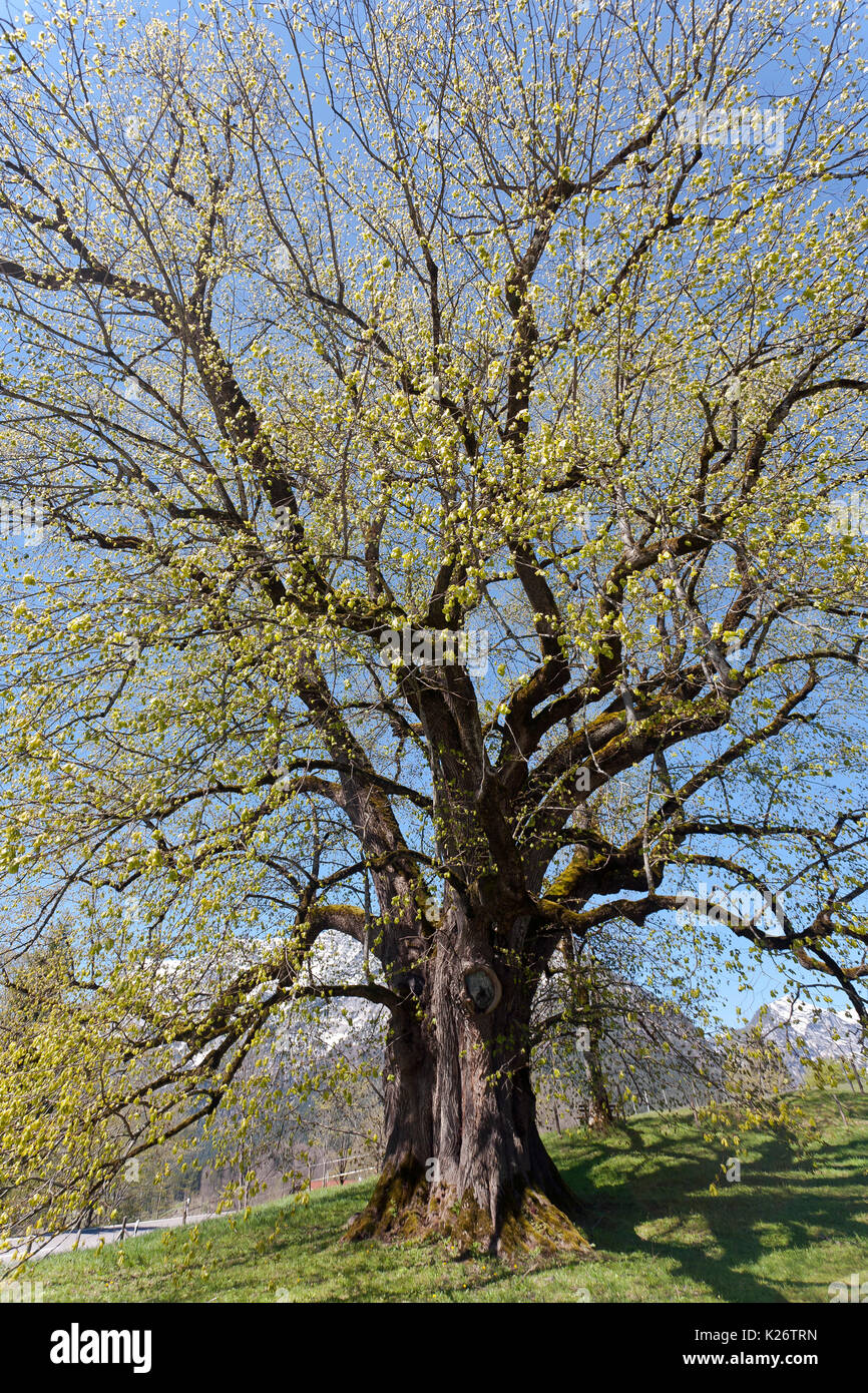 Großblättrige Linde (Tilia platyphyllos), tausend Jahre alten