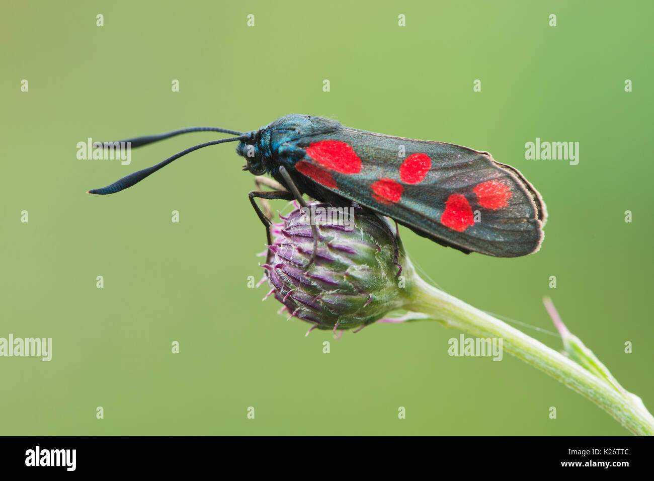 Six-spot Burnet (Zygaena Filipendulae) auf thistle blossom, Emsland, Niedersachsen, Deutschland Stockfoto