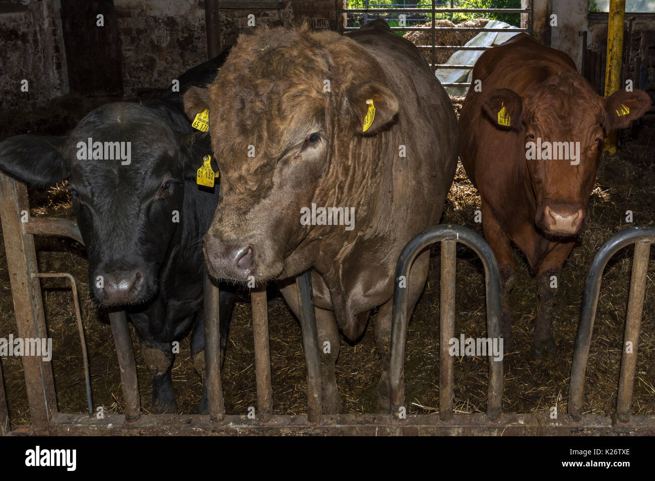 Stiere in läuft stabil, alten Bauernhof, Bayern, Deutschland Stockfoto
