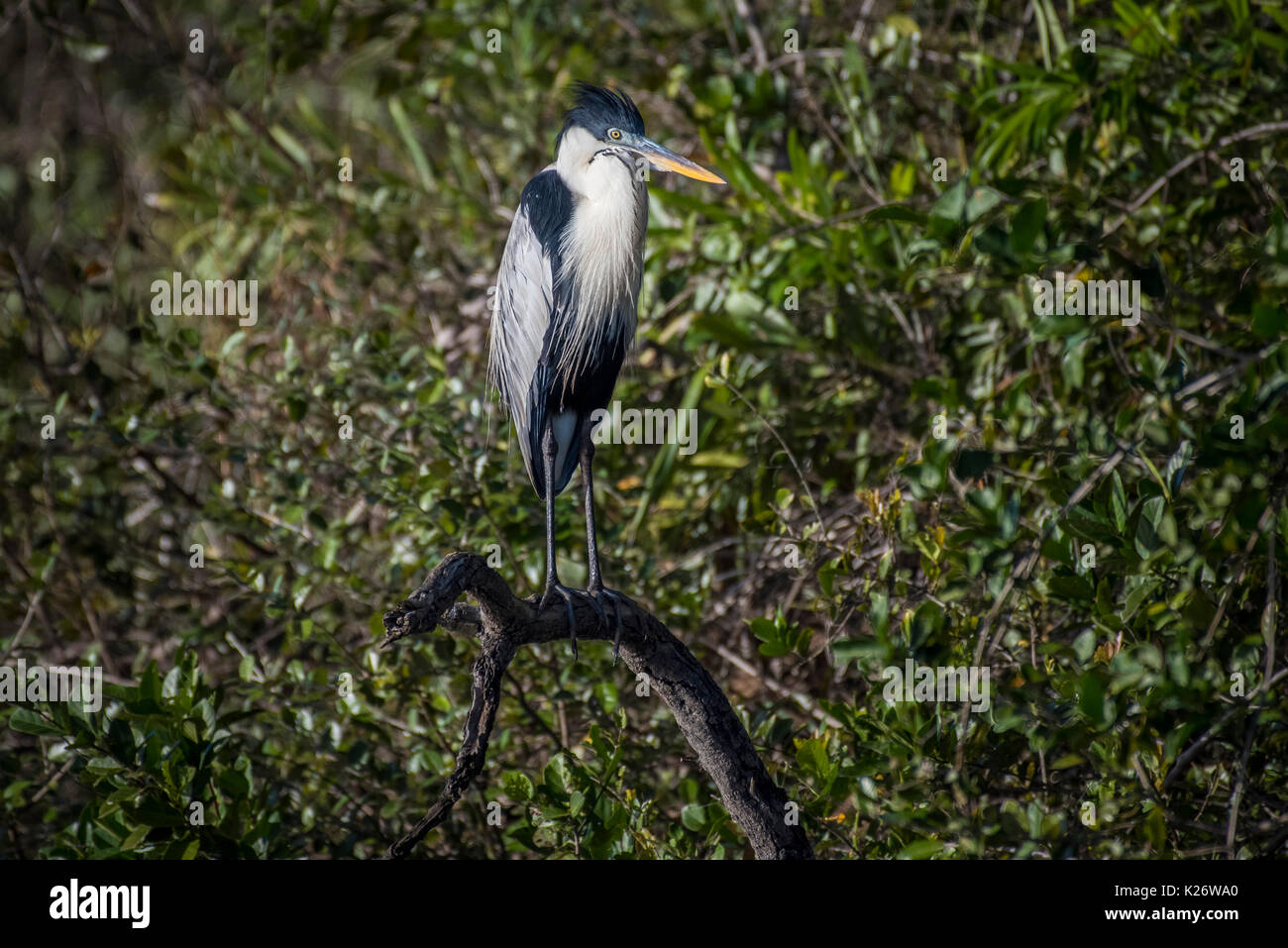 Cocoi Graureiher (Ardea cocoi), sitzend in Mangrove Bush, Pantanal, Mato Grosso do Sul, Brasilien Stockfoto