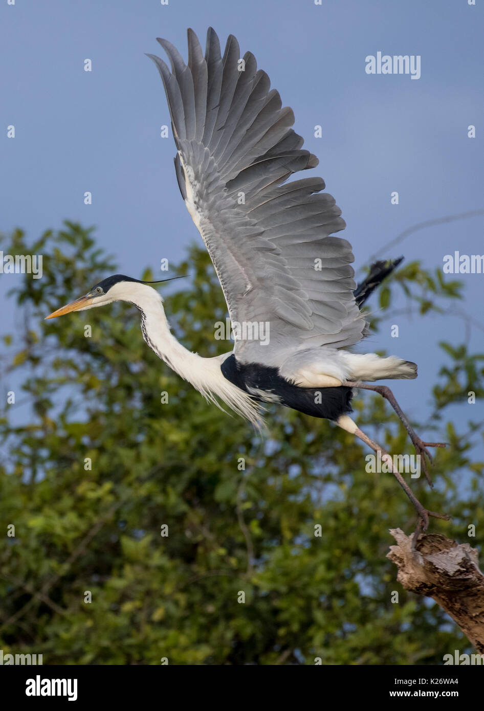 Cocoi Graureiher (Ardea cocoi) bei der Abreise, Pantanal, Mato Grosso do Sul, Brasilien Stockfoto