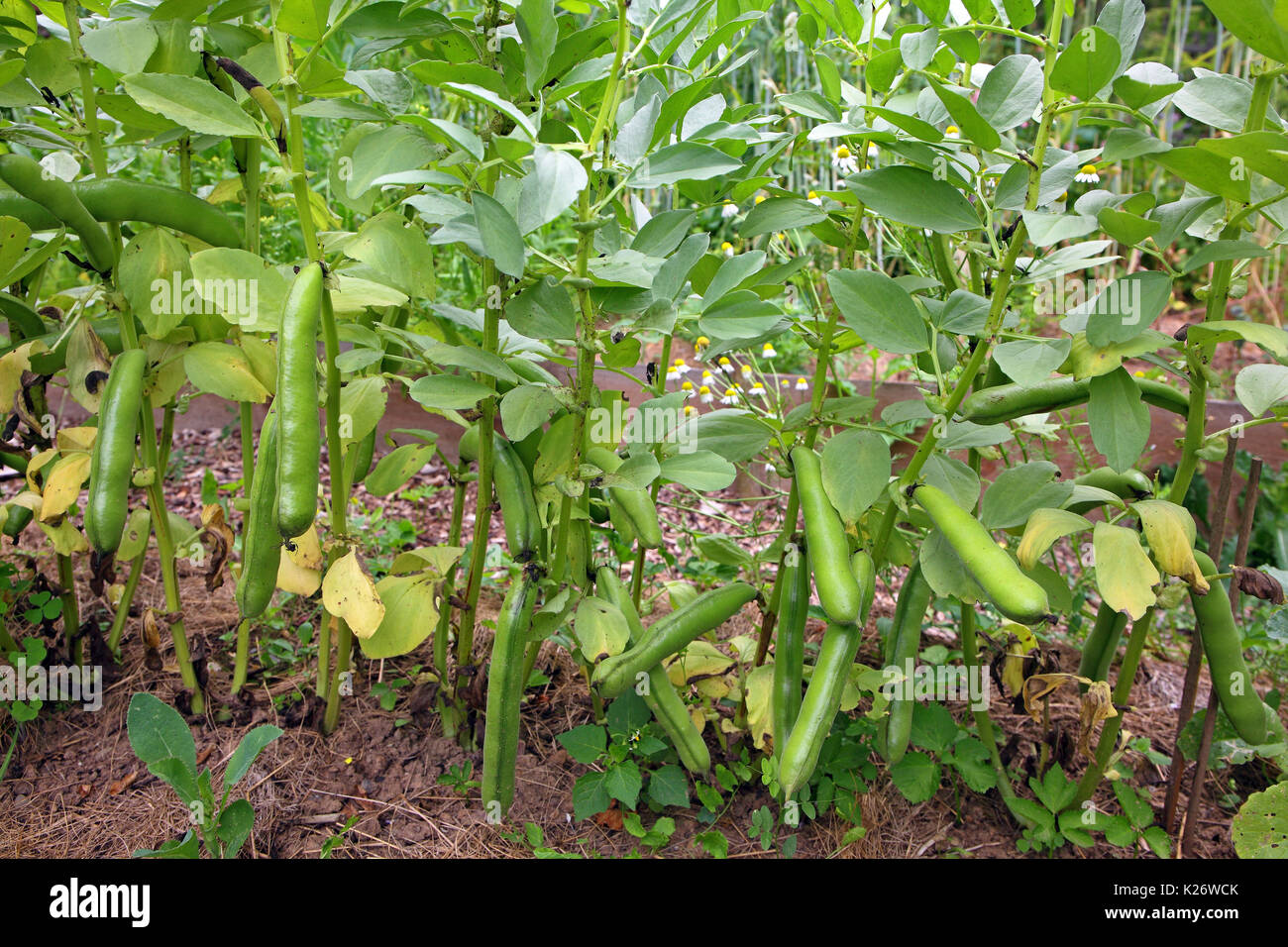 Dicke Bohne (Vicia faba), auch Fava bean, Ackerbohne, Ackerbohne, bell Bean, Deutschland Stockfoto