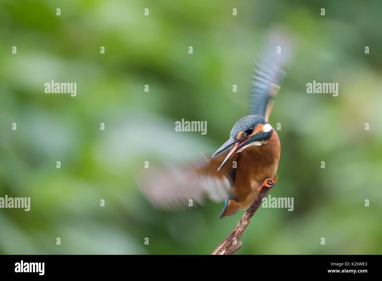 Eisvogel (Alcedo atthis) am Zweig, drohende Geste, Hessen, Deutschland Stockfoto