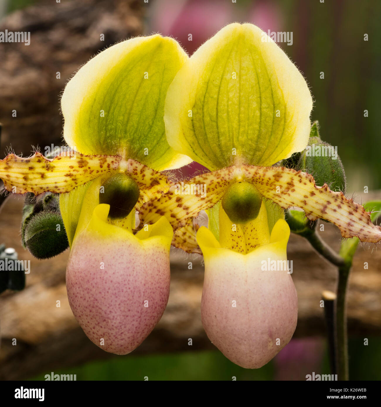 Venus Slipper, (Paphiopedilum), Blüten Stockfoto