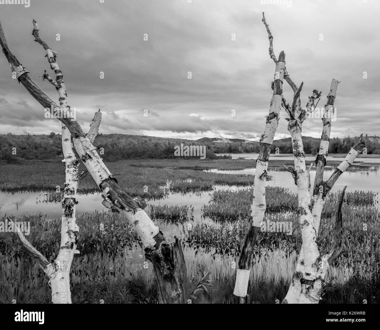 Einen toten Birke steht in New Hampshire United States in der Nähe der Behälter und Pontook Androscoggin River Stockfoto