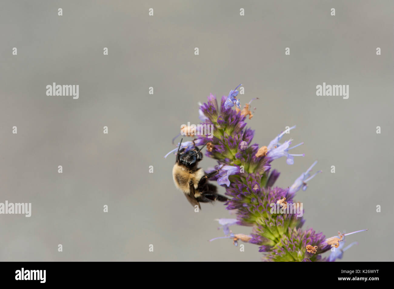 Bumble Bee sammeln Nektar auf lila Salvia Blume Stockfoto