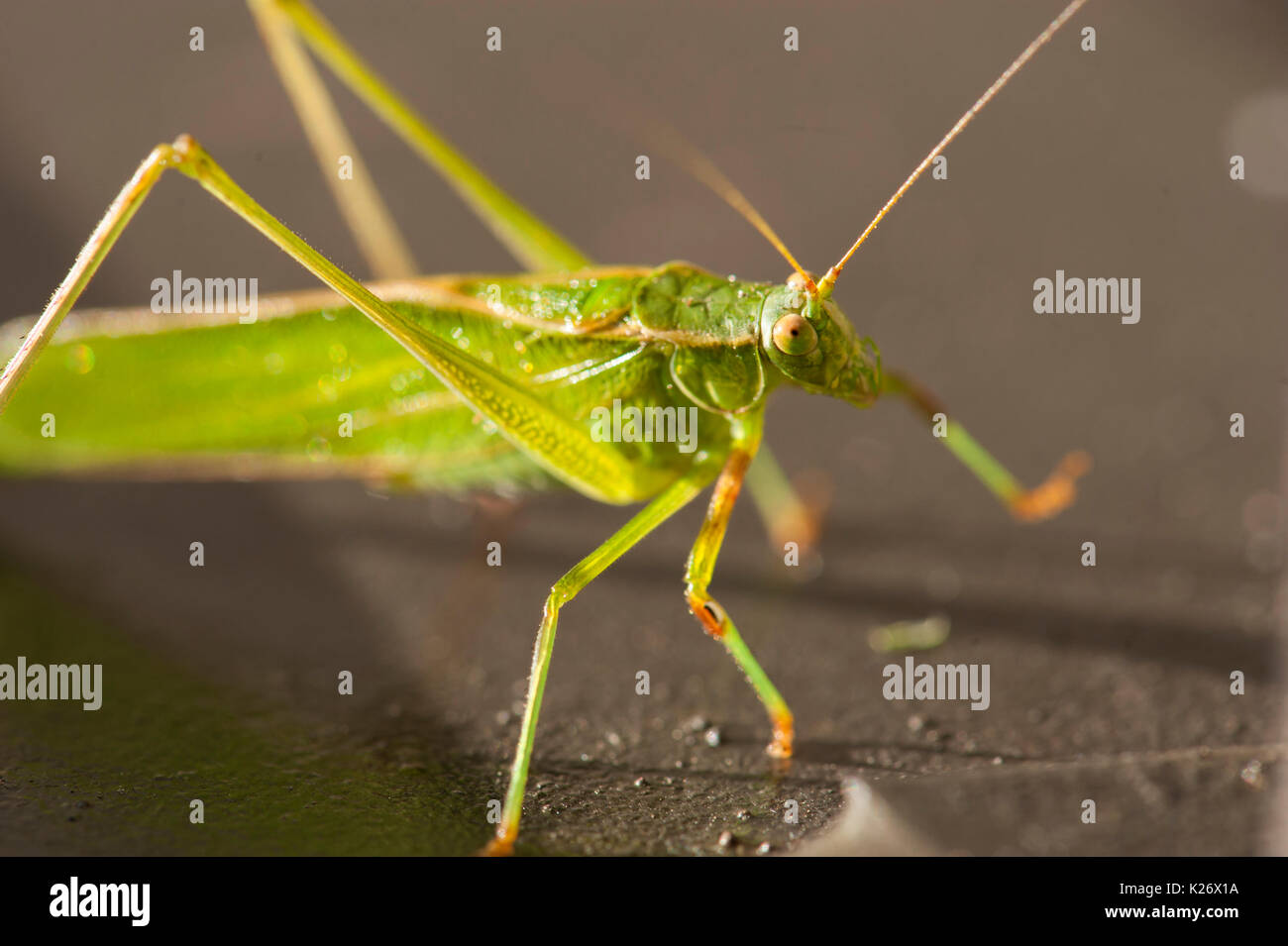 Gabel Tailed Bush Katydid ruht auf einem Müllcontainer Stockfoto
