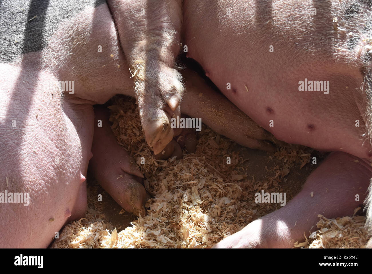 Nahaufnahme von Schweinen Hufe und Bäuche Stockfoto