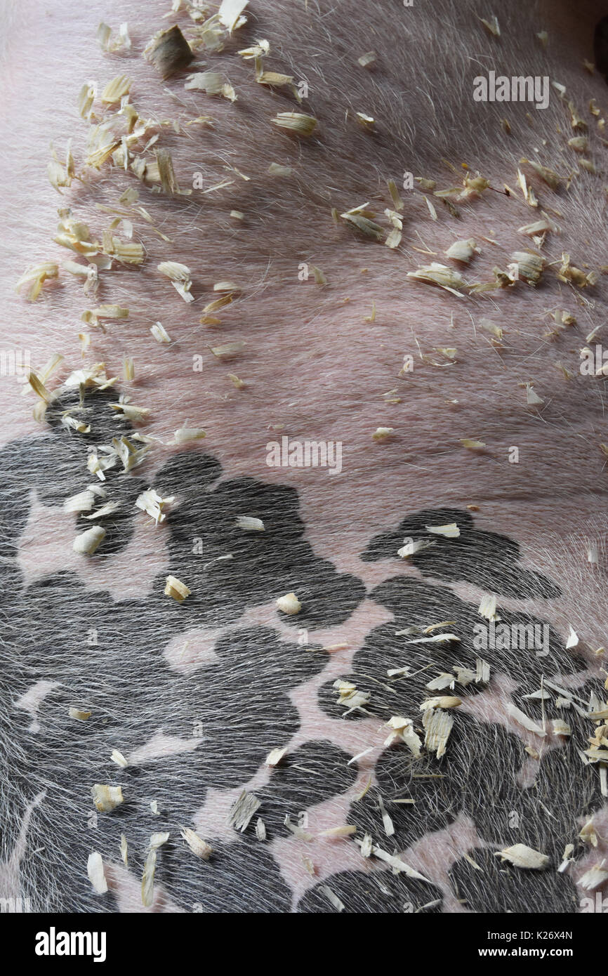 Strukturelle Nahaufnahme von Schwein mit Holzwolle Stockfoto