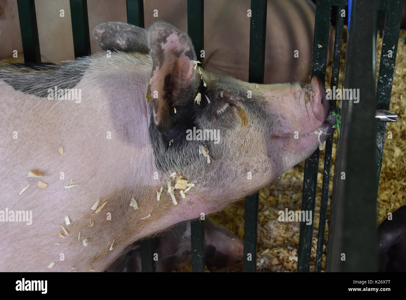 Schwein Getränke von Wasserspender Stockfoto