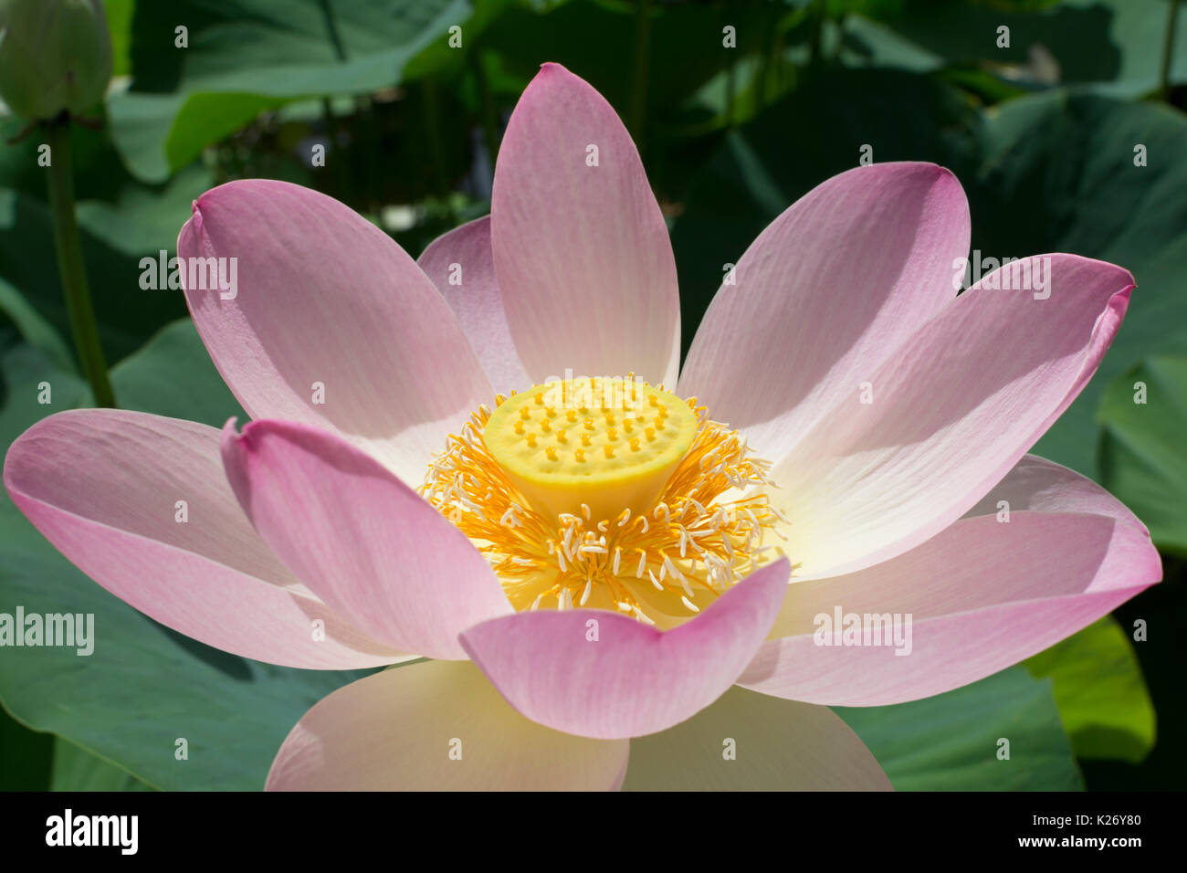 Nahaufnahme der Nelumbo Nucifera, Heilige Lotusblume und Center seed Pod von oben gesehen. Wissen auch in der Vergangenheit als Nelumbium Speciosum (willd) und Ny Stockfoto