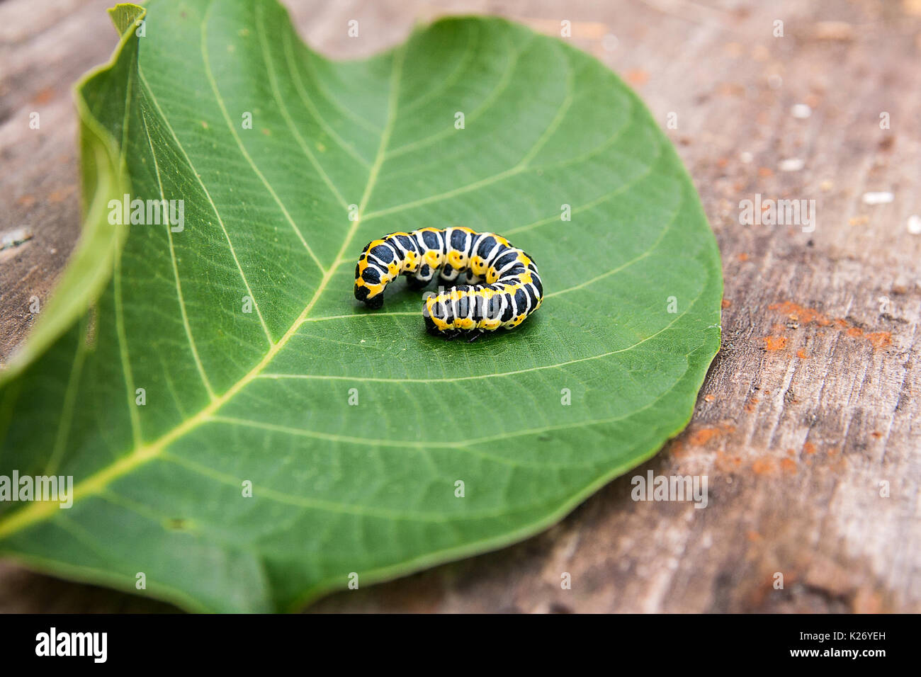 Wunderschöne Raupe kriecht auf großen grünen Blatt. Raupe von der alten
