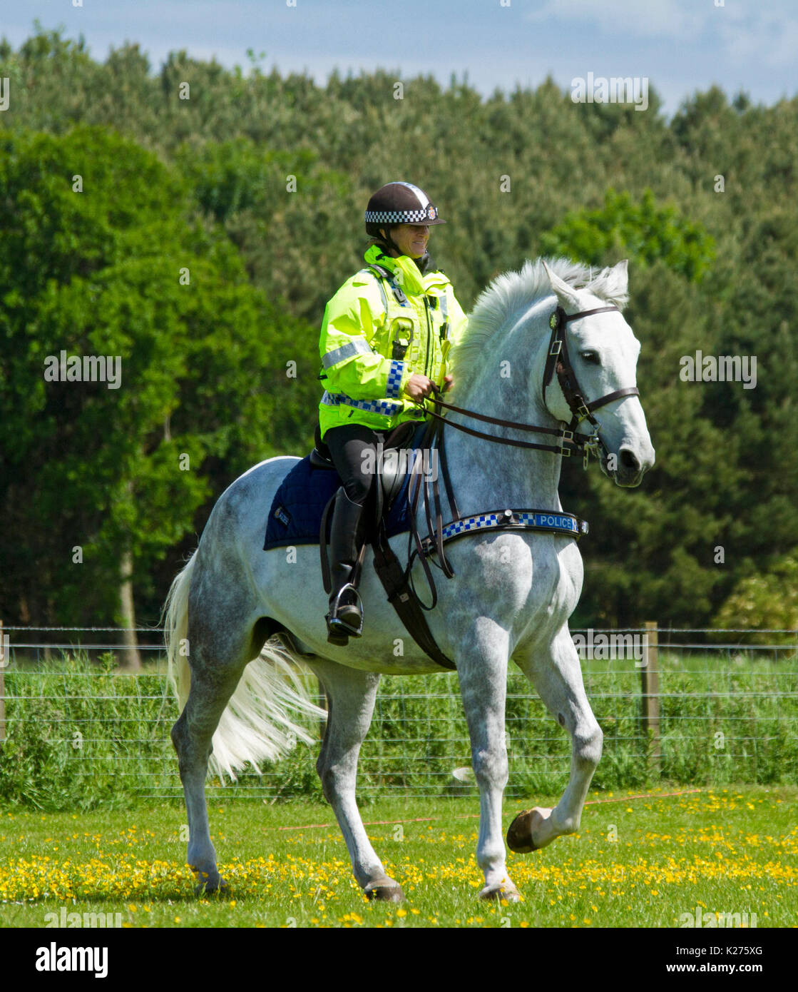 Polizei Frau reiten graues Pferd im ländlichen Gebiet in der Nähe von Metal in Northumberland, England Stockfoto