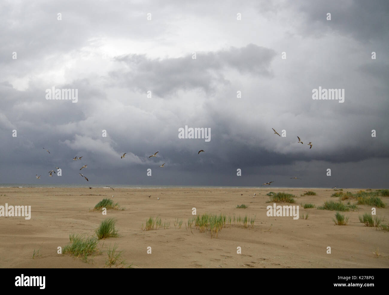 Dunkle, bedrohliche Wolken über einem riesigen Strand mit Strandhafer und Möwen Stockfoto