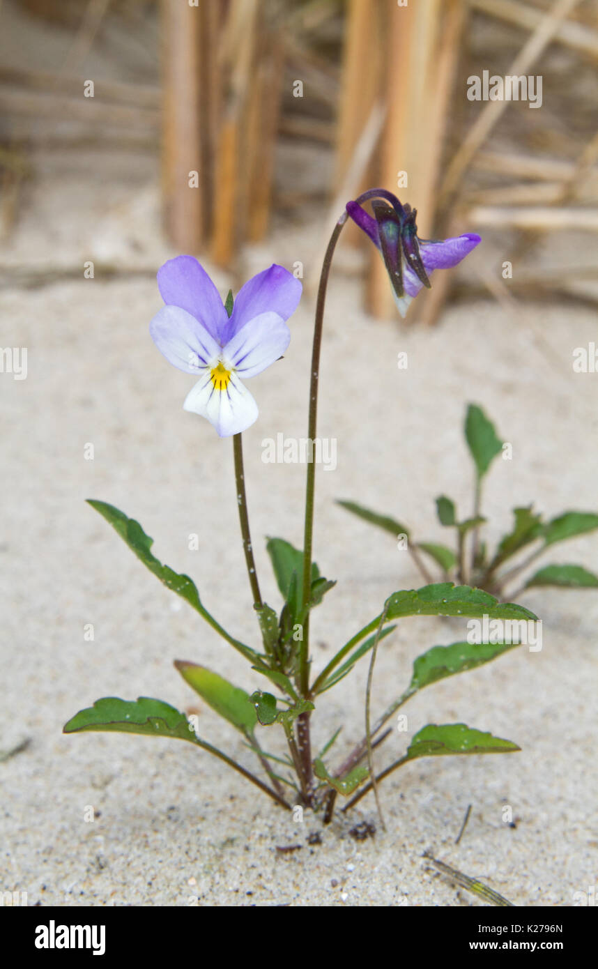 Wildes Stiefmütterchen, Viola tricolor, wachsen in den Dünen. Im Hintergrund Marram Gras Stockfoto
