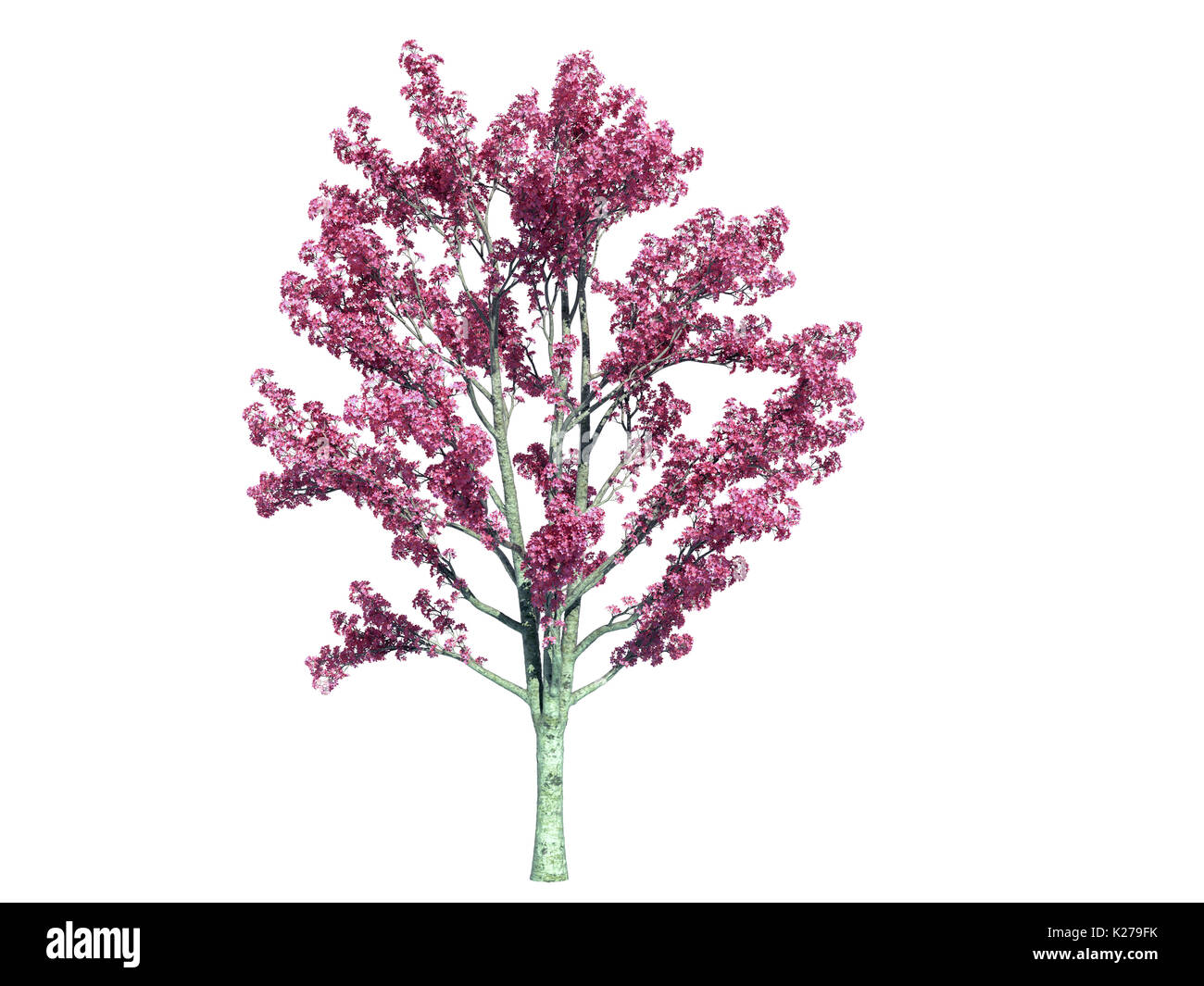 3D-Rendering für eine realistische Green Tree isoliert auf weißem Stockfoto