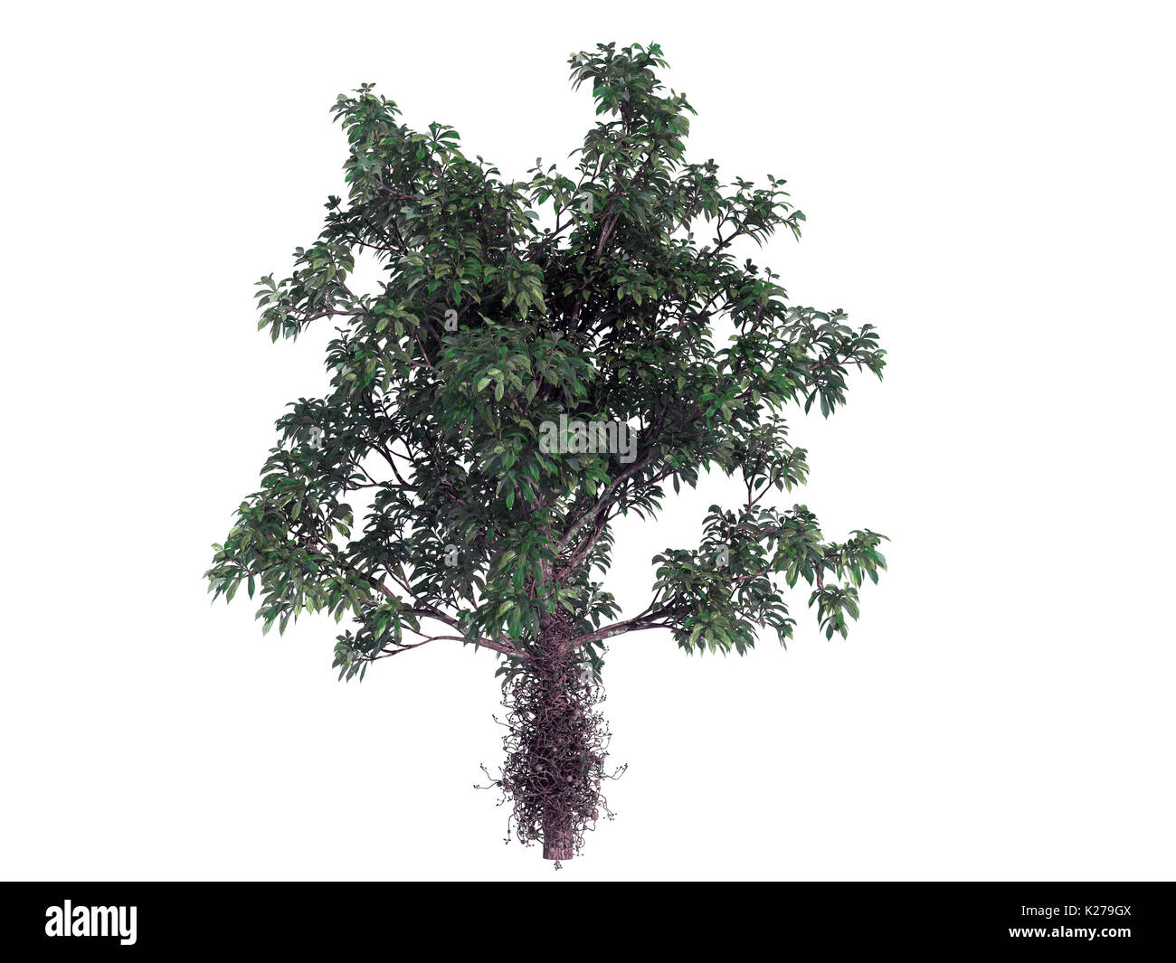 3D-Rendering für eine realistische Green Tree isoliert auf weißem Stockfoto
