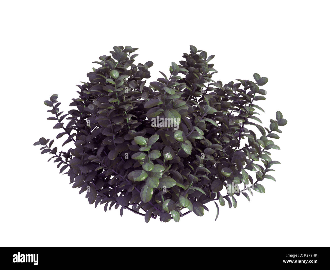 3D-Rendering für eine realistische Green Tree isoliert auf weißem Stockfoto