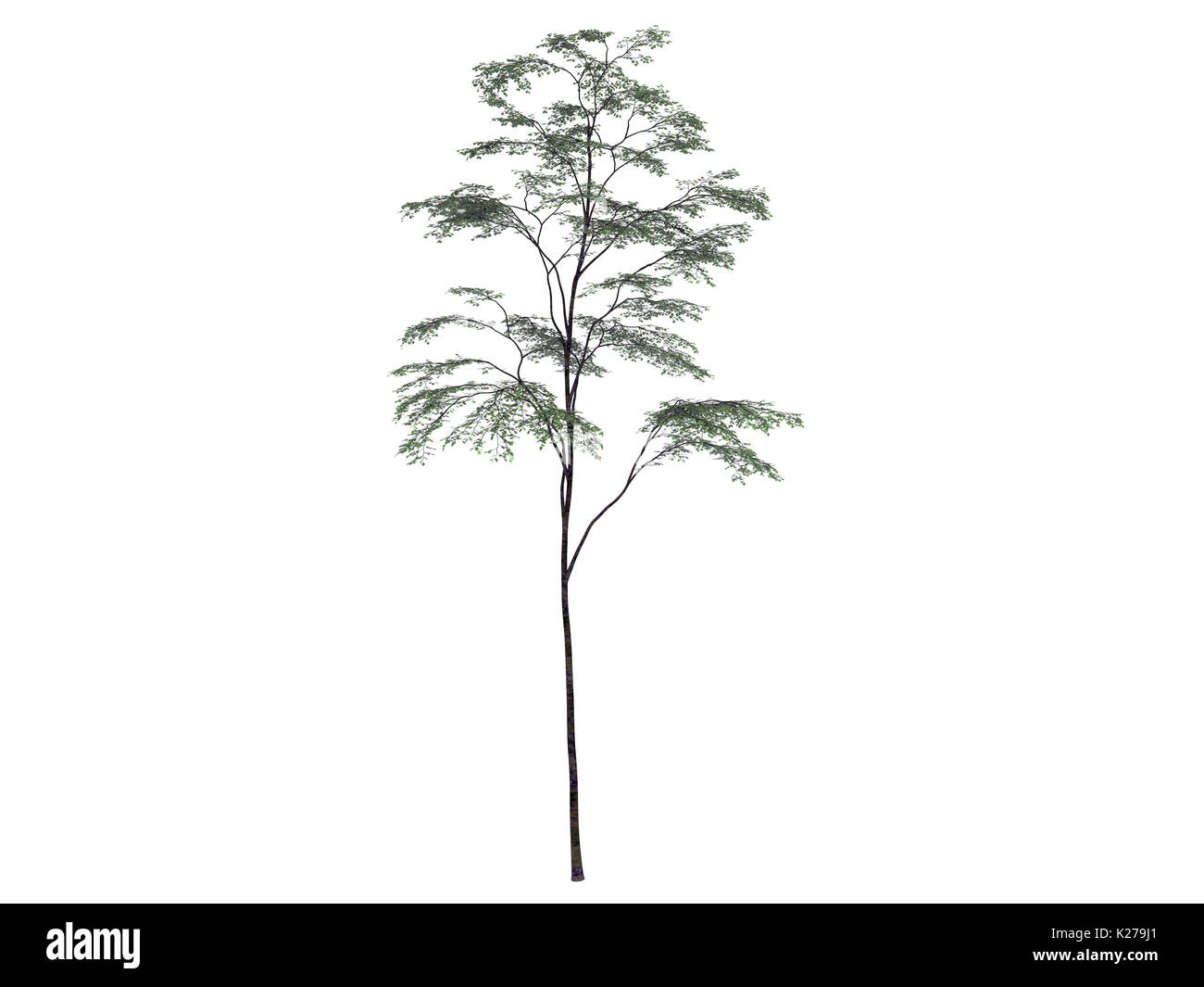 3D-Rendering für eine realistische Green Tree isoliert auf weißem Stockfoto