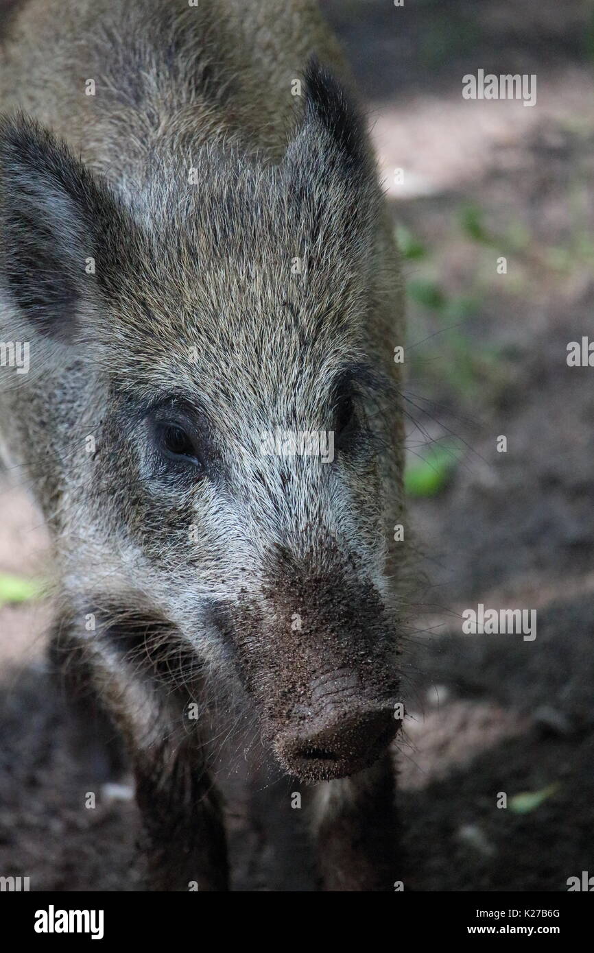 Junge wilde Schweine Stockfoto