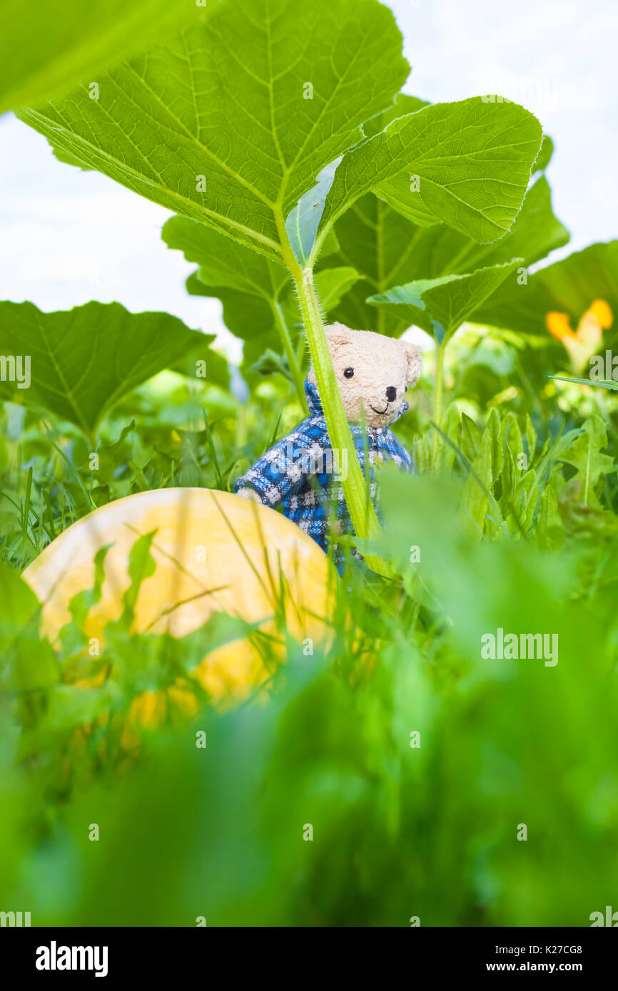 Wenig Teddybär mit blauen überprüft Mantel Spaziergänge zwischen den großen Kürbis Obst und riesige Blätter der Gemüsegarten Stockfoto