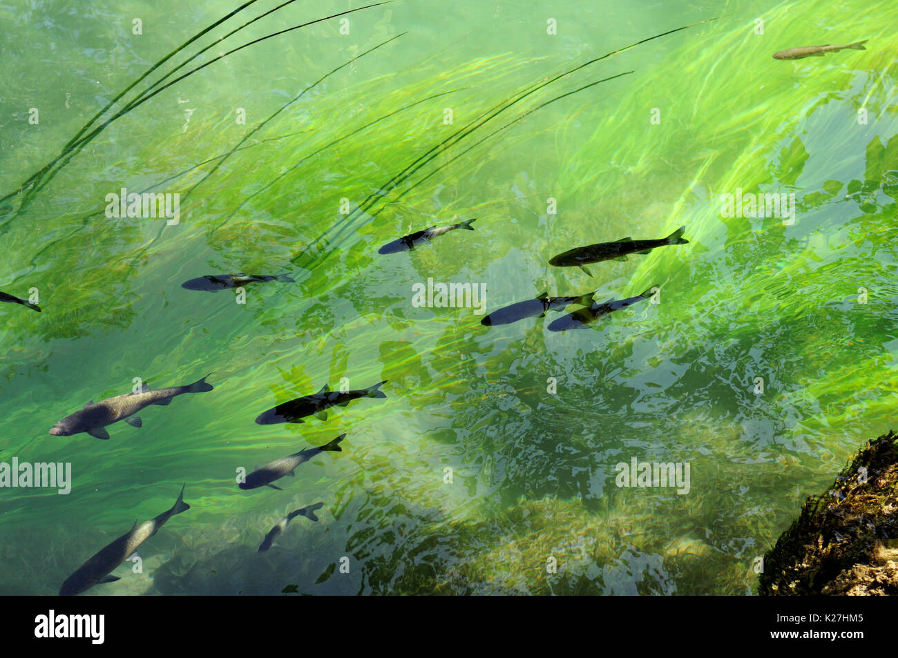 Fisch und Vegetation des Flusses Krka, Nationalpark Krka, Kroatien Stockfoto