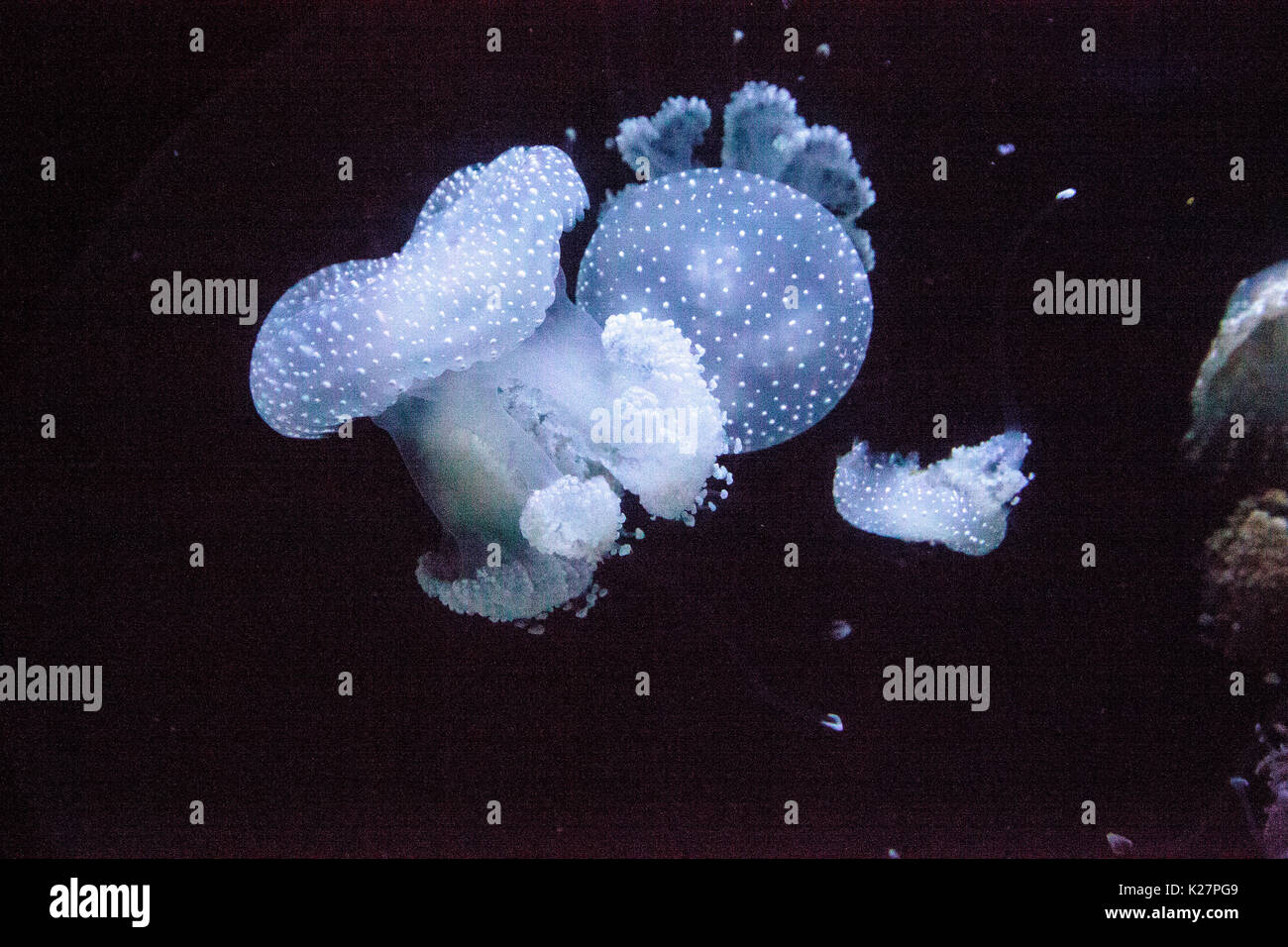 Goldene Gelee, Phyllorhiza Trommler ist auch bekannt als die schwimmende Glocke und die weiß gefleckten Quallen Stockfoto