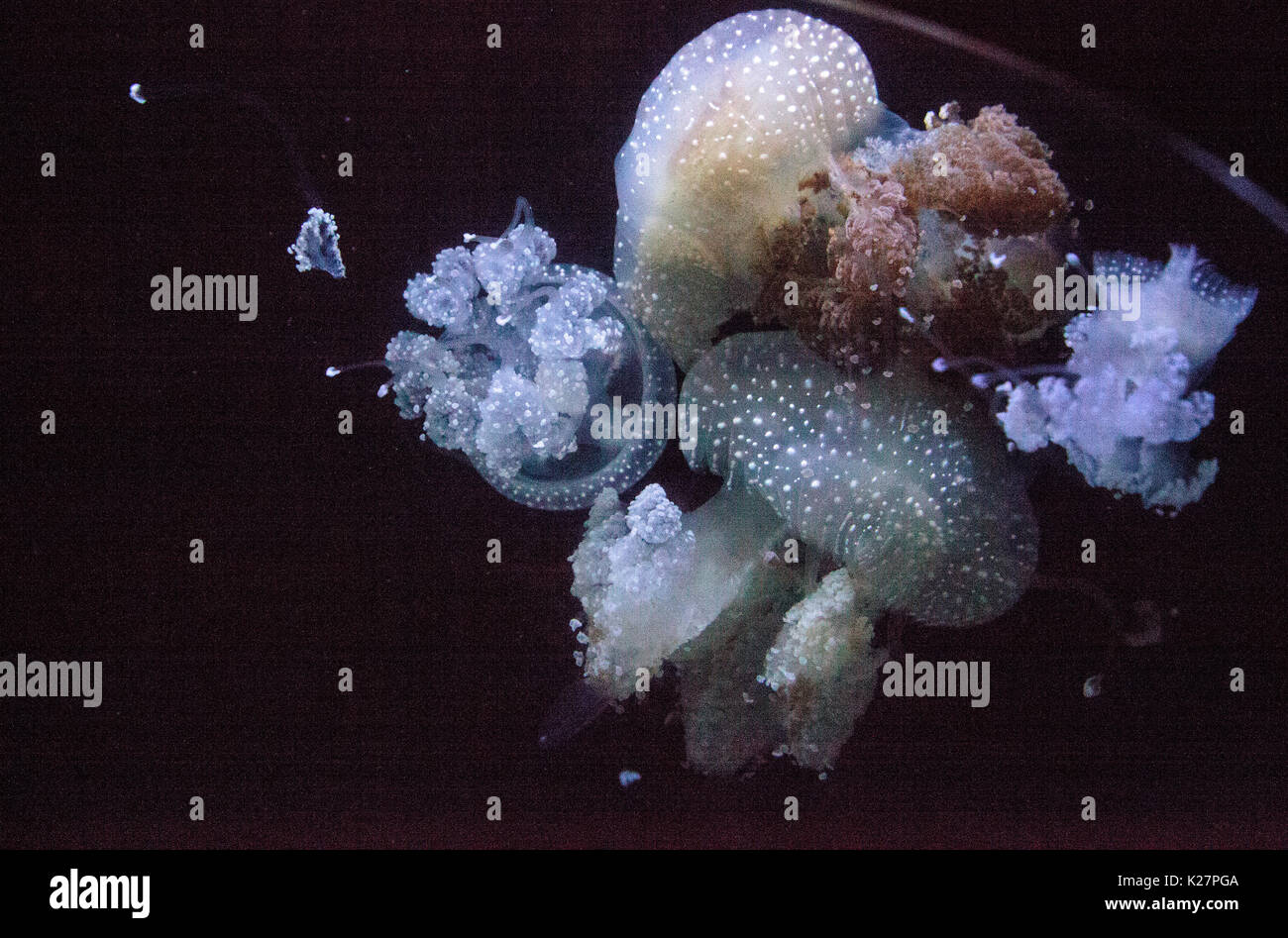 Goldene Gelee, Phyllorhiza Trommler ist auch bekannt als die schwimmende Glocke und die weiß gefleckten Quallen Stockfoto