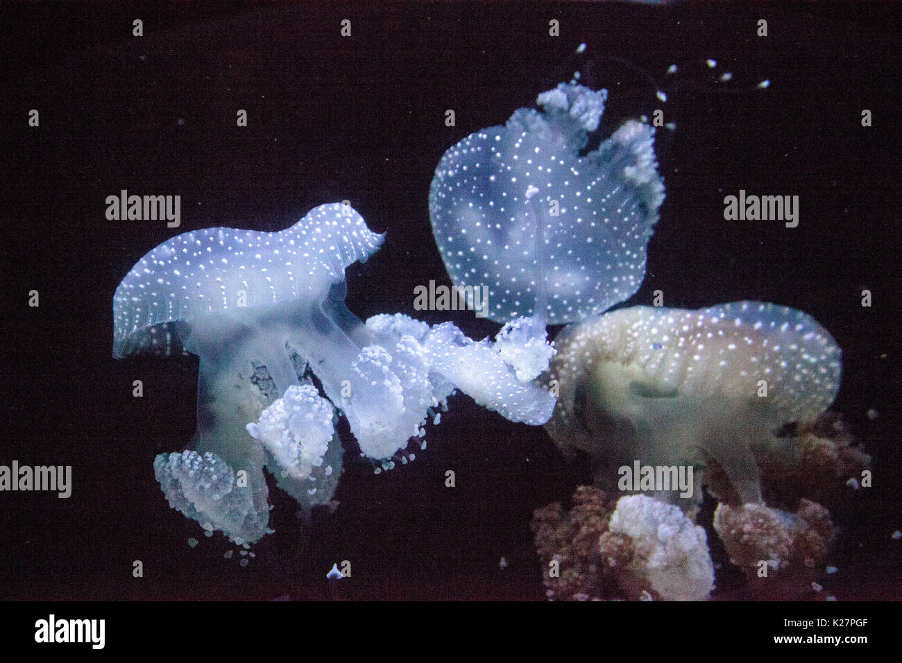 Goldene Gelee, Phyllorhiza Trommler ist auch bekannt als die schwimmende Glocke und die weiß gefleckten Quallen Stockfoto