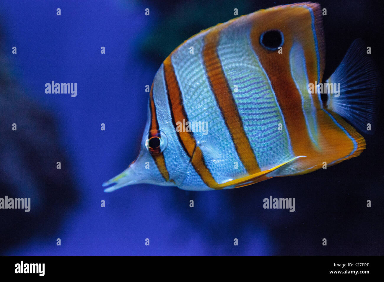 Kupfer-banded Butterflyfish, Chelmon Rostratus, nimmt an den Korallen am Riff Stockfoto