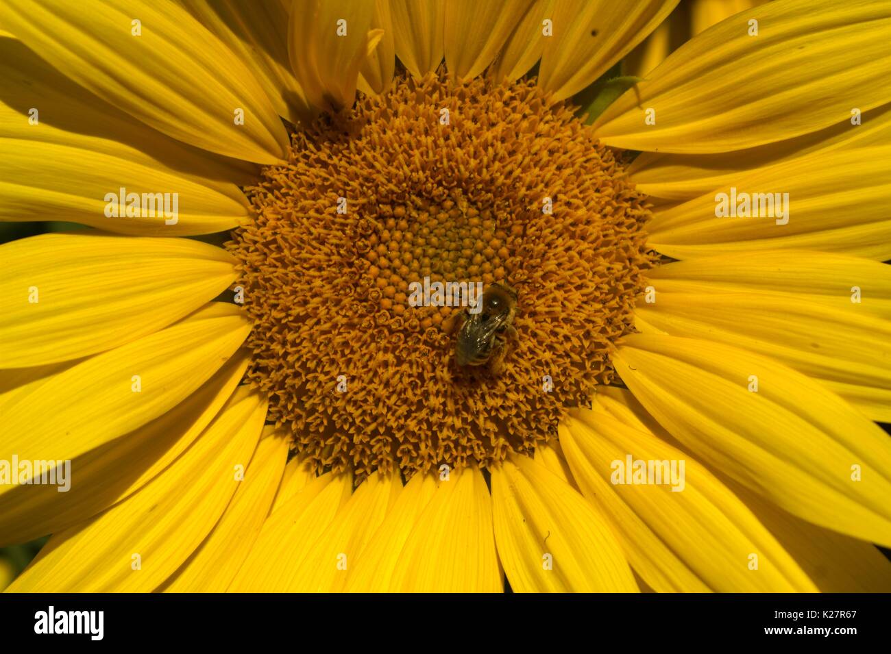 Honig Biene auf einer Sonnenblume Stockfoto