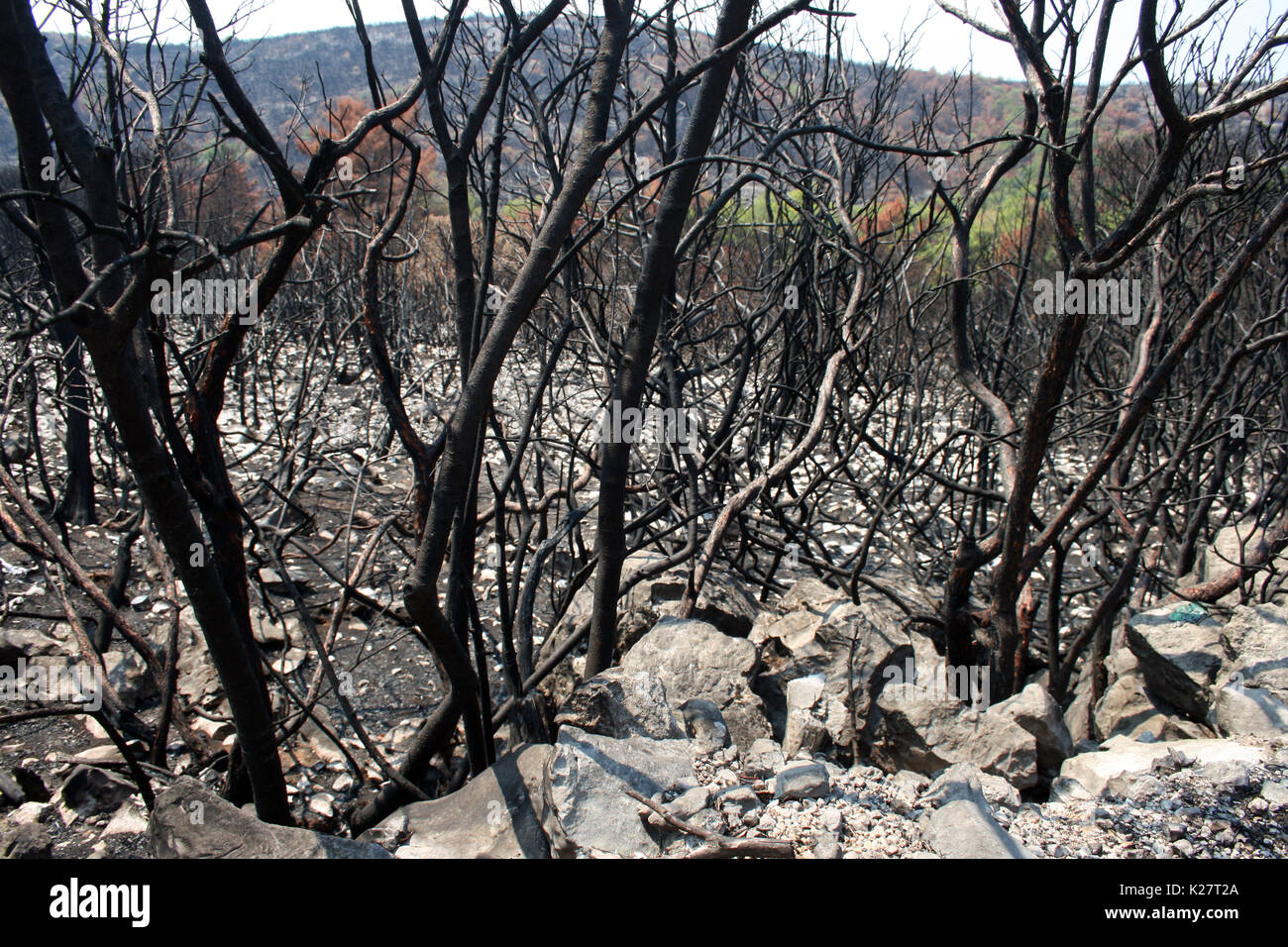Umwelt Katastrophe nach dem großen Feuer auf Lustica, Montenegro Stockfoto