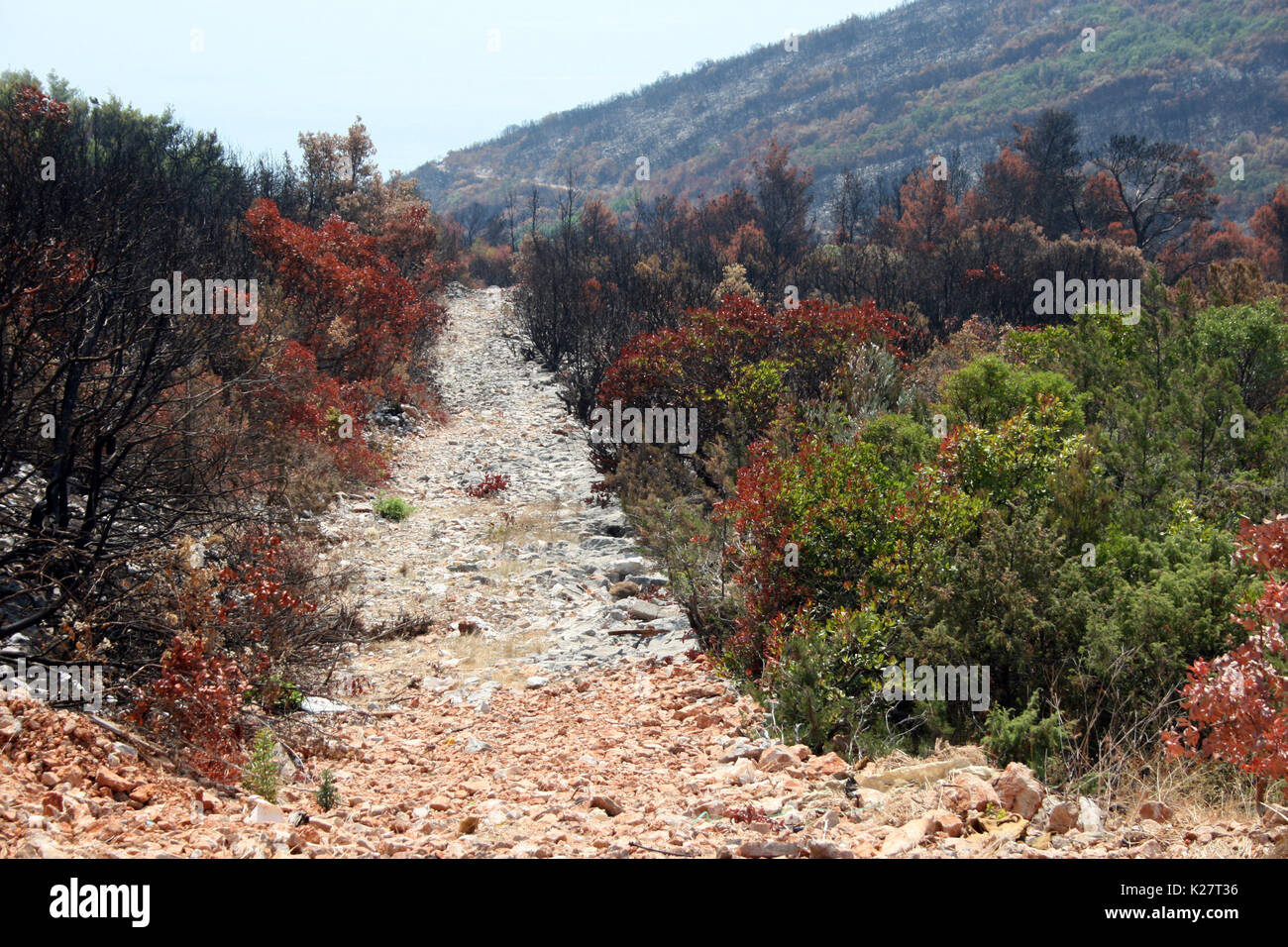 Umwelt Katastrophe nach dem großen Feuer auf Lustica, Montenegro Stockfoto